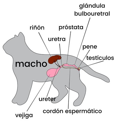 Cómo es el Pene de un Gato Anatomía y Curiosidades